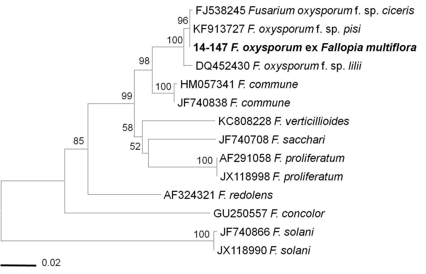 하수오에서 분리한 Fusarium oxysporum 균의 ITS rDNA 유연관계