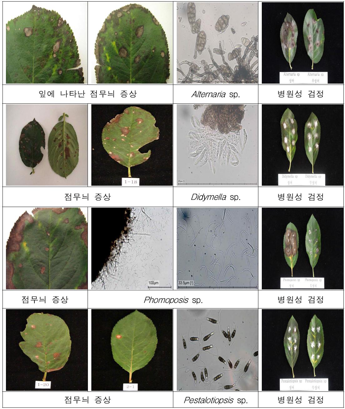 아로니아 잎 점무늬 증상에서 병원균 분리 및 병원성 검정 결과