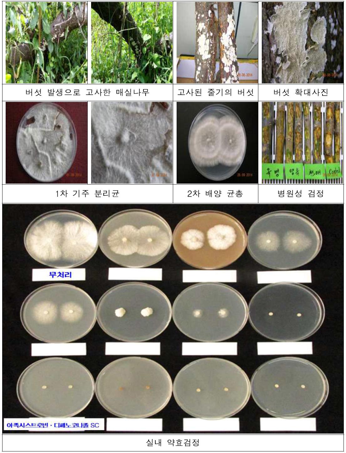 버섯 발생으로 고사한 매실나무에서 병원균 분리, 병원성 검정 및 실내 약효검정