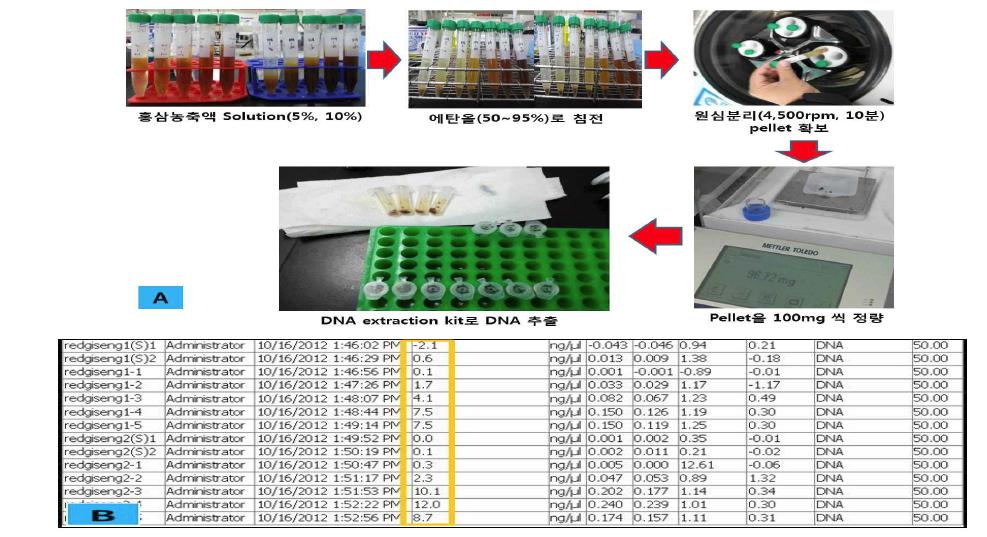 홍삼농축액(강원인삼농협 제품)으로부터 DNA 추출 과정(A) 및 정량 결과(B)
