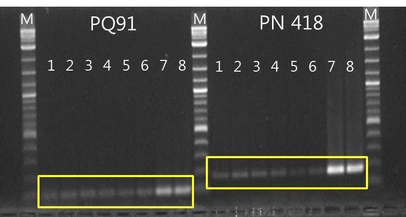 미토콘드리아 유래 DNA 마커(PQ91, PN418)를 이용한 홍삼 농축액 판별.