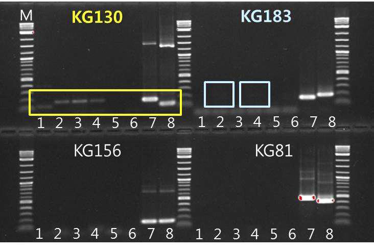4종의 DNA 마커(KGp130, KGp183, KGp156, KGp81)를 이용한 홍삼 농축액 판별.