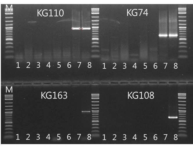 4종의 DNA 마커(KGp110, KGp74, KGp163, KGp108)를 이용한 홍삼 농축액 판별.