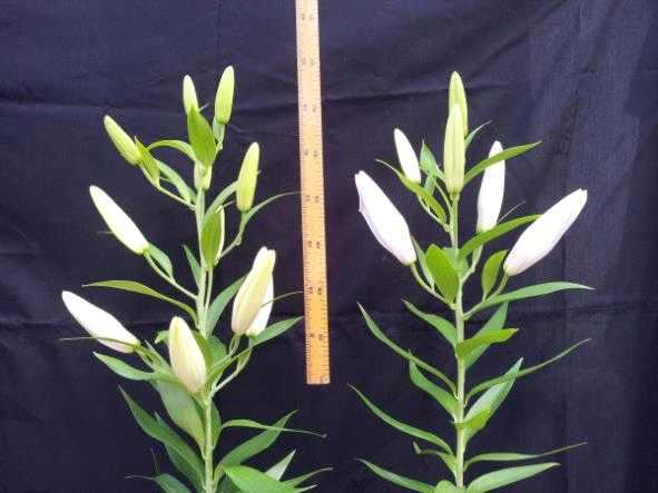 The comparison of flower stalk lengths between non treatment (left)and pre-shooting at 2°C for 14 days, 5°C for 14 days and 12°C for 14 days (right) of Lilium oriental hybrid 'Siberia'.