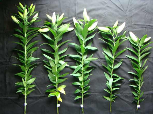 Cut flower grades of Lilium oriental hybrids ‘Siberia’.