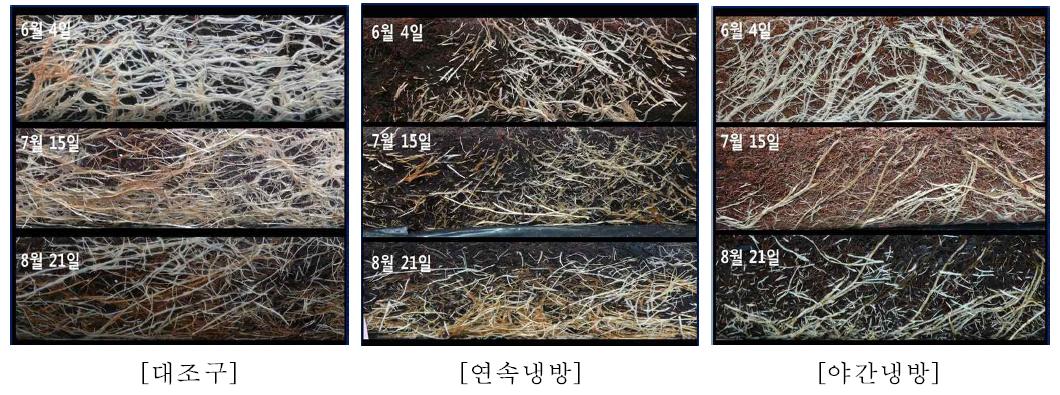 FDR 센서를 이용 함수량을 조절하여 파프리카 근권부 뿌리사진