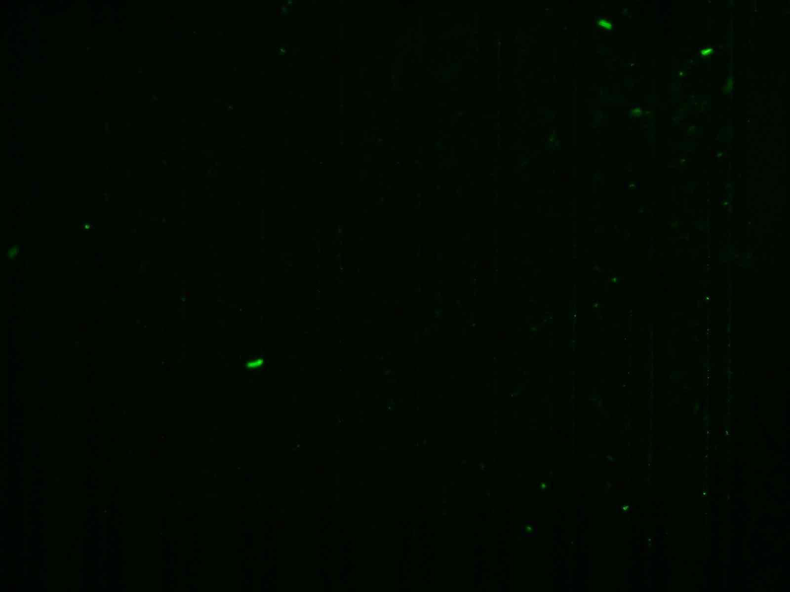 Fluorescent image of the trapped QDots conjugated with 100-fold dilution NoVs