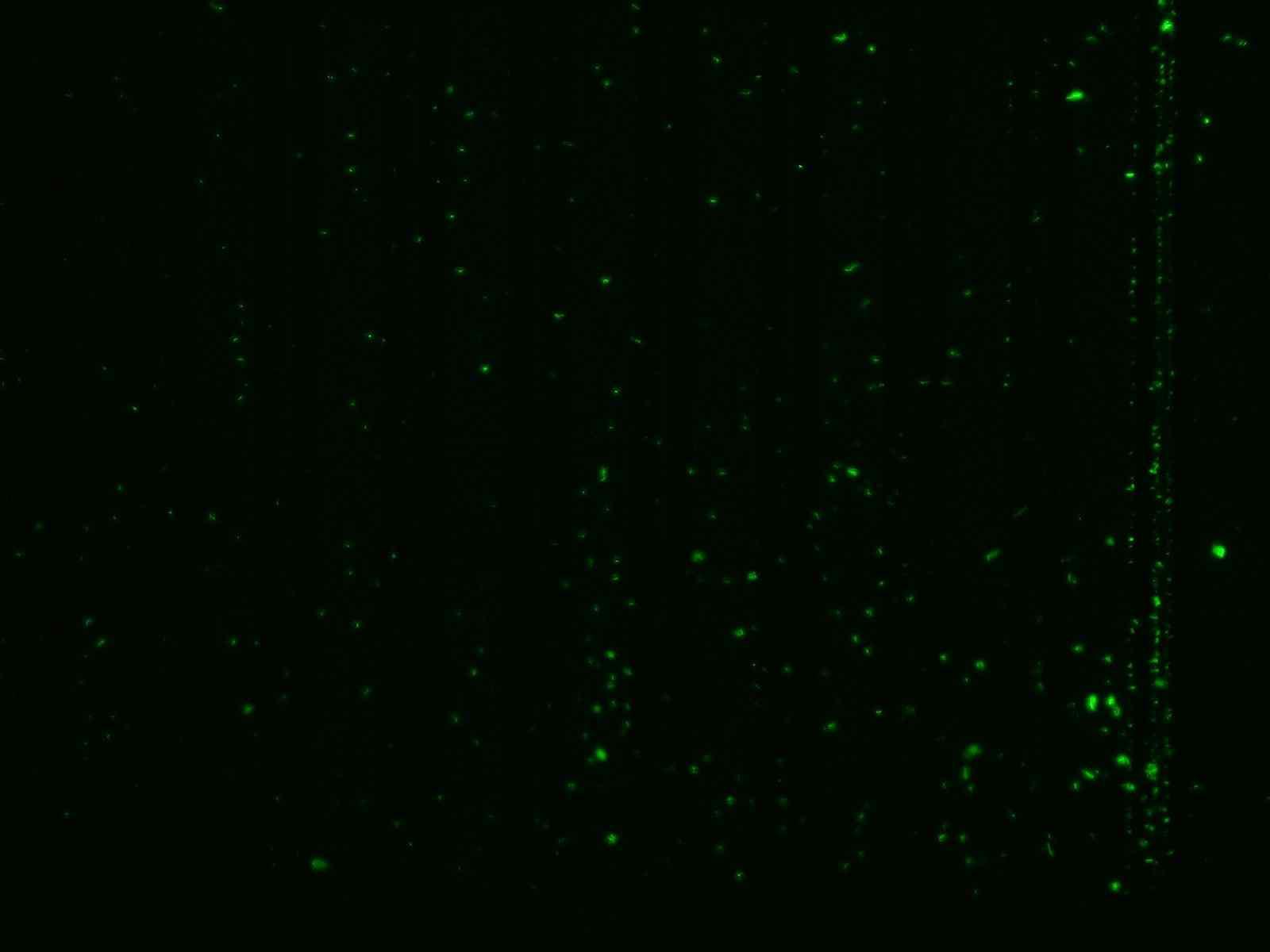 Fluorescent image of the trapped QDots conjugated with 10-fold dilution NoVs