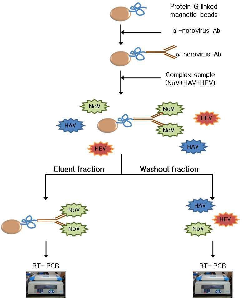 Specific detection method of norovirus (NoV) from mixed viruses (HAV, HEV, NoV) using immunomagnetic separation (IMS) and RT-PCR.