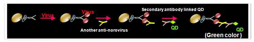 Specific detection methods of norovirus using IMS-QDs assay