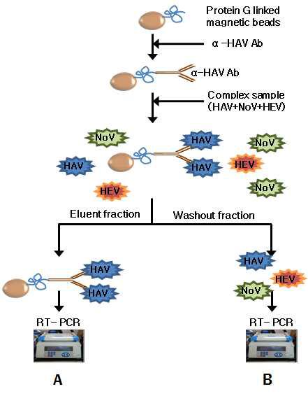 Specific detection method of hepatitis A virus (HAV) from mixed viruses (HAV, HEV, NoV) using immunomagnetic separation (IMS) and RT-PCR.