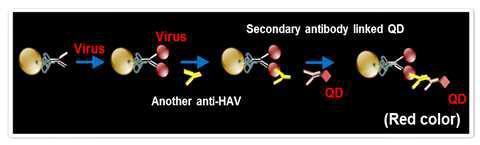 Specific detection methods of hepatitis A virus using IMS-QDs assay