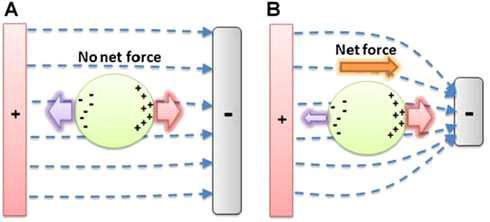 (A) A particle experiences zero net force while suspended in a uniform electric field. (B) A particle experiences the DEP force because of the magnitude of the gradient of the electric field