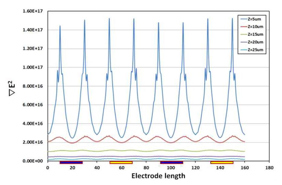 Gradient of electric field square at an electrode ratio of 1:1