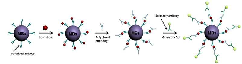 Schematic diagram of the immunological reaction procedure