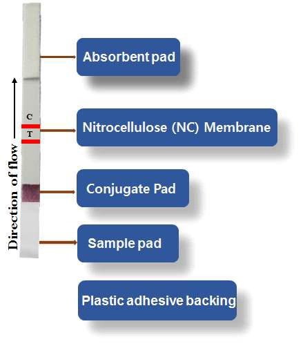 Components of A Test Strip
