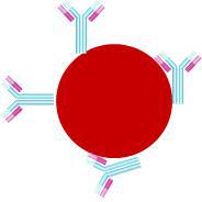 Conjugation of protein : Antibody with gold nanoparticle