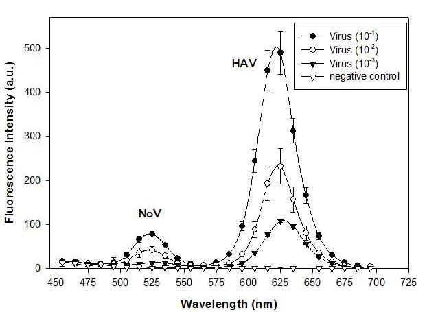 Detection of norovirus (NoV) and hepatitis A virus (HAV) using a fluorescent quantum dot (QD) probe