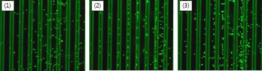 Experimental results: (1) free flow of bead when the AC signal is off, (2) beads trapped by the DEP force when the AC signal is on, (3) beads released when the AC signal is returned to be off.