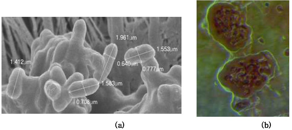 (a) SEM 대장균 촬영 사진, (b) 형광현미경 대장균 촬영 사진