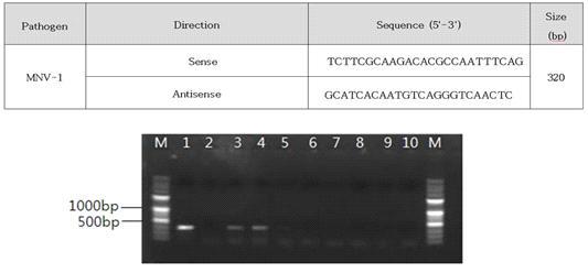 PCR을 이용한 노로바이러스 분석 결과