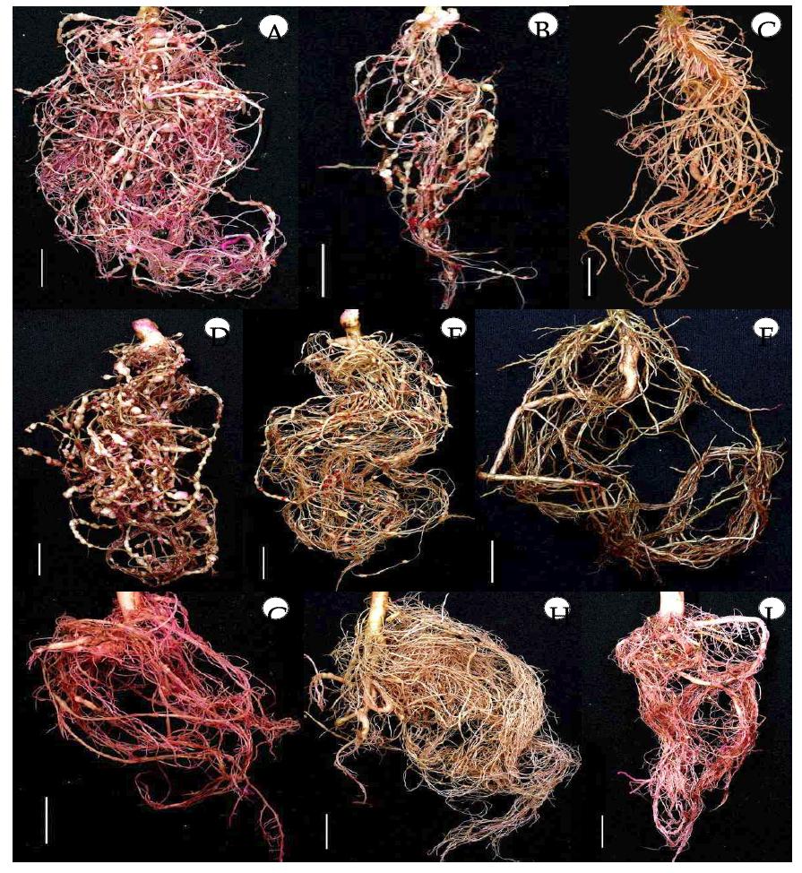 Roots of some selected vegetables inoculated with Meloidogyne incognita.