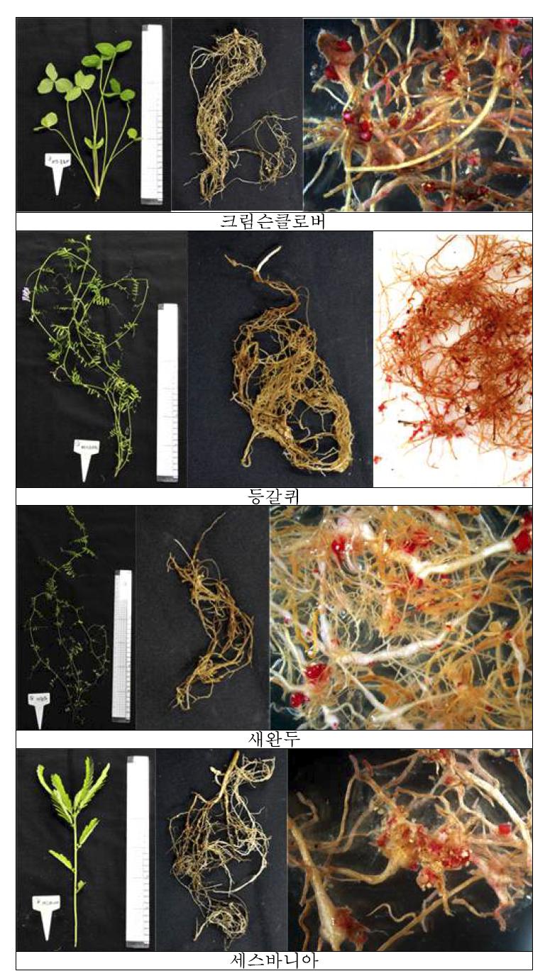 주요 콩과 녹비작물의 땅콩뿌리혹선충(M. arenaria)에 대한 저항성 검정