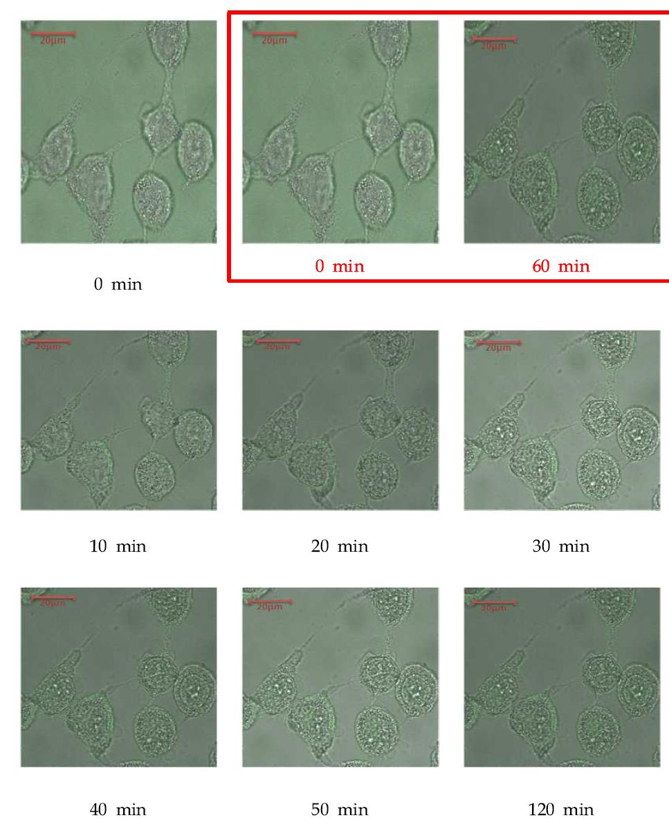 강황 부산물 추출물 미립자의 세포투과성 및 잔류성