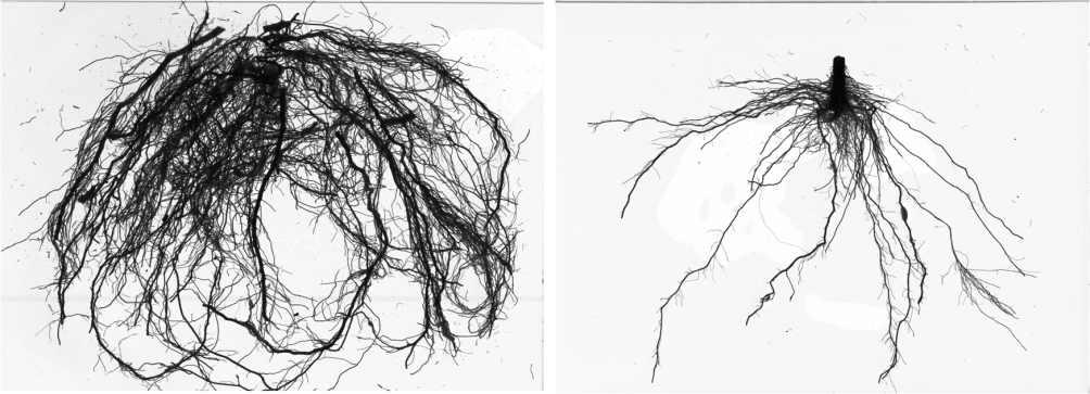습해에 강한 유전자원(좌, PG15)과 약한 유전자원(우, PG72)간 뿌리 형태 비교