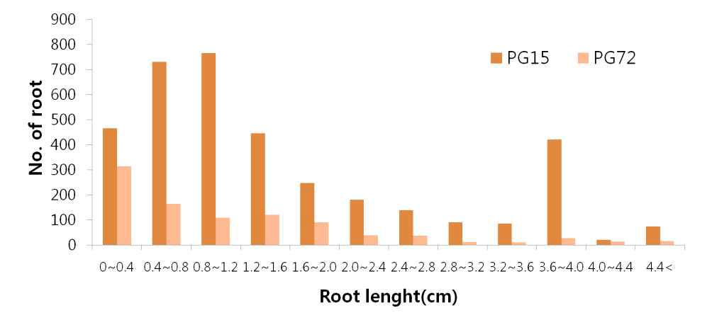 습해에 강한 유전자원(PG15)과 약한 유전자원(PG72)간 뿌리 분포
