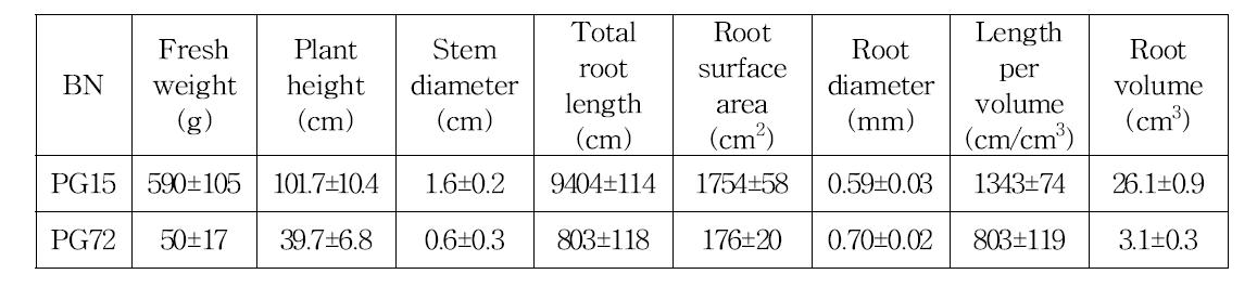 습해에 강한유전자원(PG15)와 약한 유전자원(PG72)간의 고추 생육 및뿌리형태비교