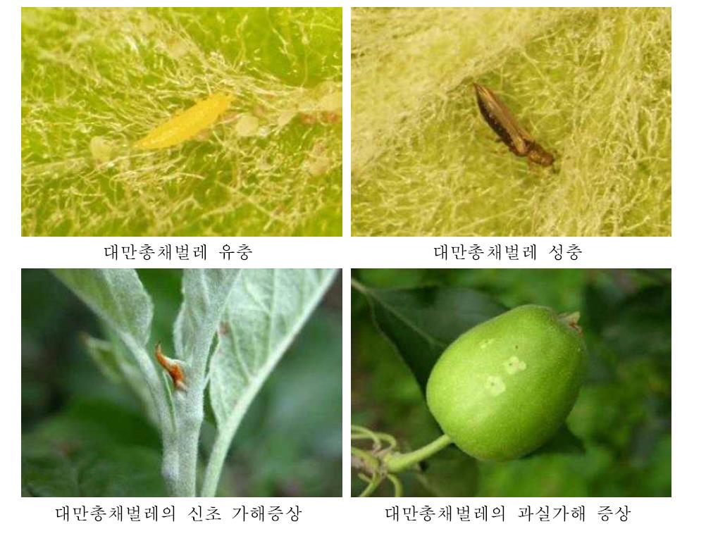 밀식 사과원 생육초기 총채벌레 피해증상 및 우점종 동정결과