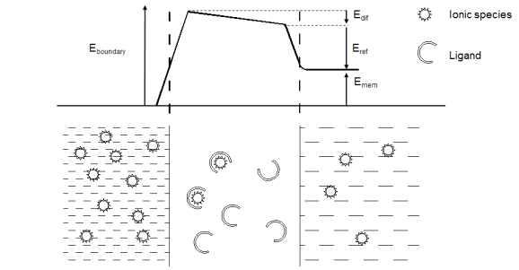 The schematic of generating electrical boundary potential in ion selective membrane