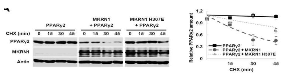 MKRN1과 MKRN1 H307E에 의한 PPARγ2 단백질 stability 확인