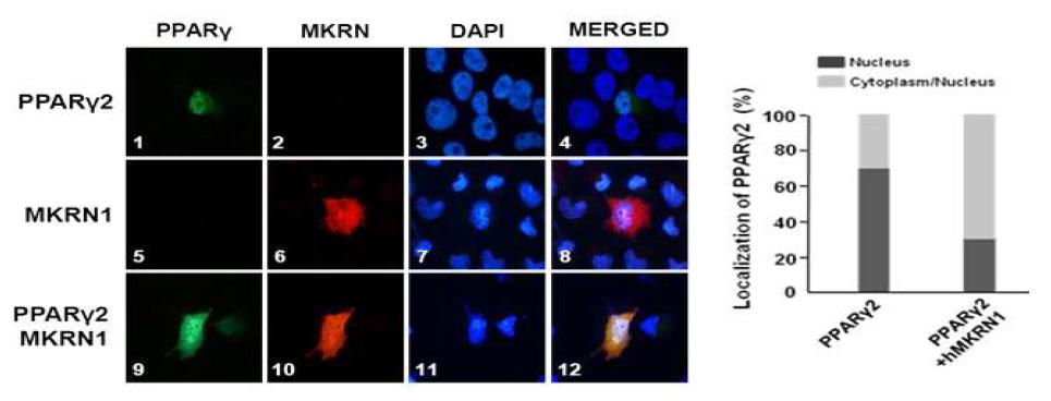 PPARγ2와 MKRN1 단백질의 세포내 발현 경향 확인