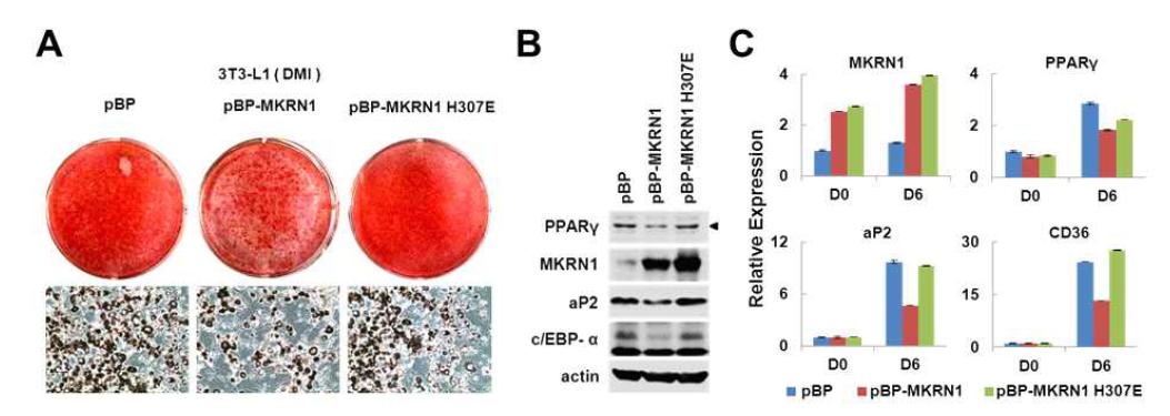 MKRN1에 의한 PPARγ2의 조절을 통한 지방세포분화 억제능 확인