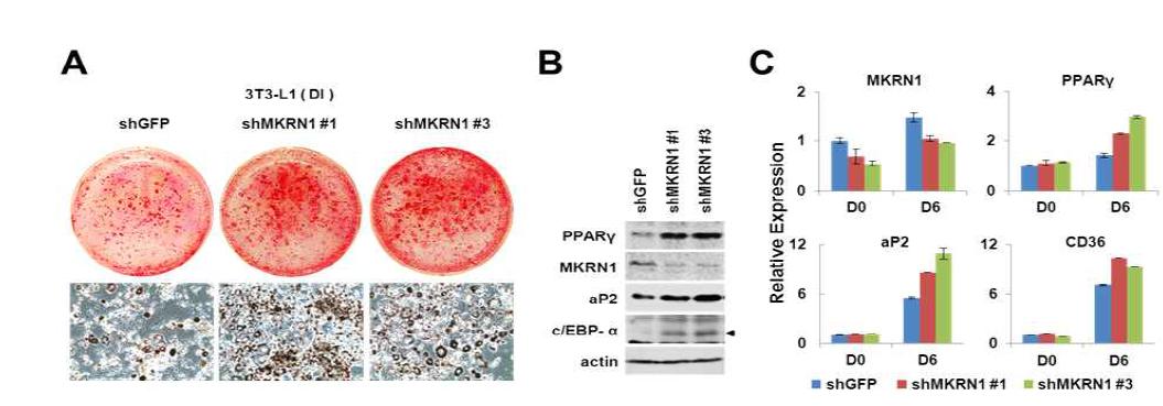 MKRN1 발현이 억제된 지방 아세포의 지방세포의 분화 촉진 확인