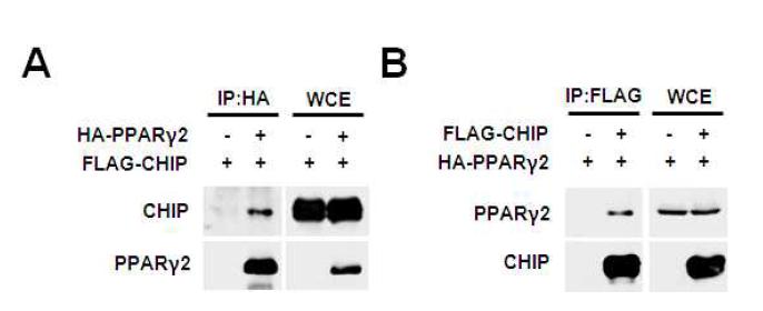 PPARγ2와 CHIP과의 단백질 결합 확인