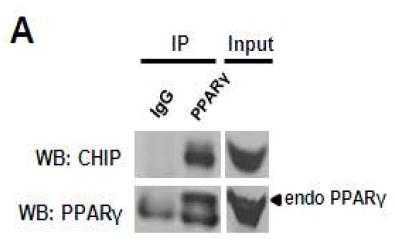 세포내 발현되는 PPARγ와 CHIP과의 단백질 결합 확인