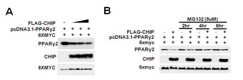 CHIP의 PPARγ2 단백질 조절능 확인