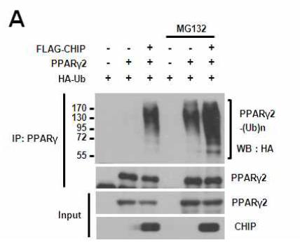 CHIP의 PPARγ2 단백질의 유비퀴틴화 유도 확인
