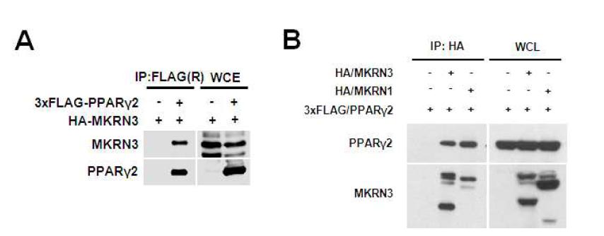 MKRN3와 PPARγ2 단백질의 결합 확인