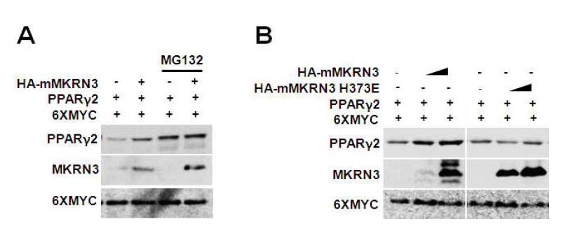 MKRN3에 의한 PPARγ2 단백질의 안정화 확인