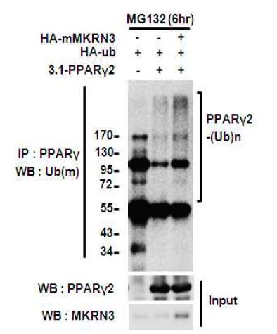 MKRN3의 PPARγ2 단백질 유비퀴틴화 유도 확인