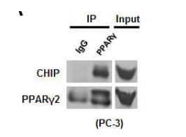 Endogenous한 CHIP과 PPARγ 단백질 결합 확인