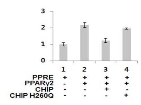 CHIP의 PPARγ transcriptional activity 억제능 확인