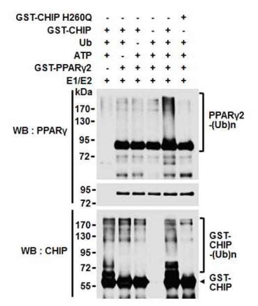 CHIP의 PPARγ 단백질의 유비퀴틴화 억제능 확인
