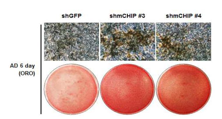 CHIP의 발현이 억제되는 지방 아세포의 지방분화능 증가 확인