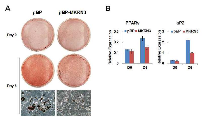 MKRN3의 지방세포 분화억제능 확인