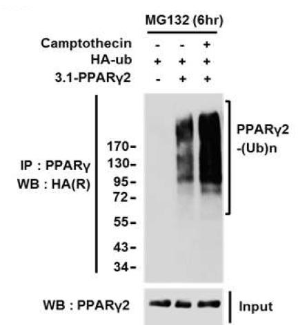 Camptothecin의 PPARγ 단백질 유비퀴틴화 증가 확인